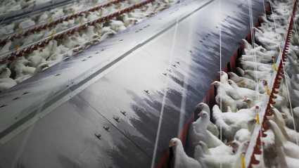 Fotografía de archivo de gallinas en una sala comedero en granja en Palas de Rei, Lugo