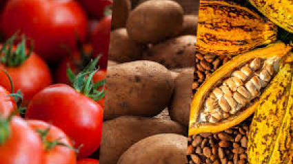 Tomates, patatas y cacao no llegaron a Europa hasta que se descubrió América