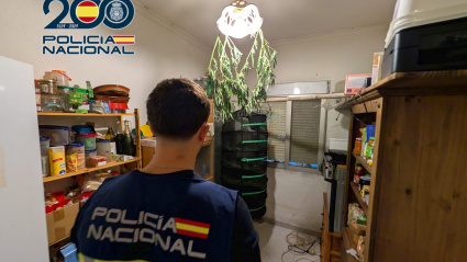 Plantación de marihuana en Ondara