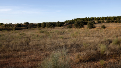 Una finca abandonada des de fa una dècada a Artesa de Lleida, al Segrià