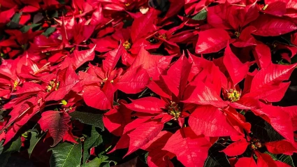 Sustituir la tendencia de la flor de Pascua por ramos de navidad