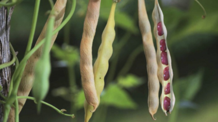 La alubia de Anguiano se seca en el campo