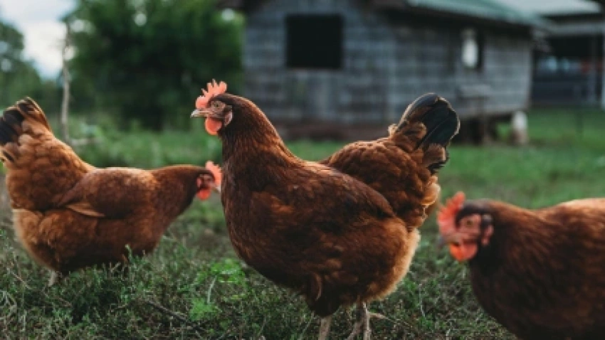 Gallinas al aire libre