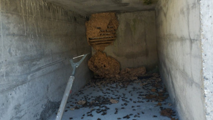 Nido de velutinas en una sepultura