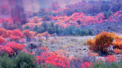 Coloración otoñal de cornicabras (Pistacia terebinthus) en Alcocer. Guadalajara