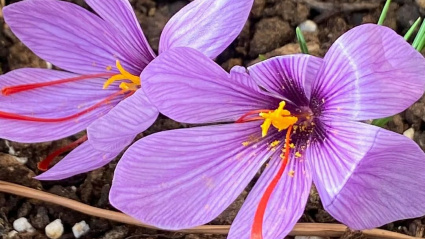 La flor del azafrán
