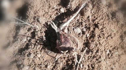 El bulbo del azafrán