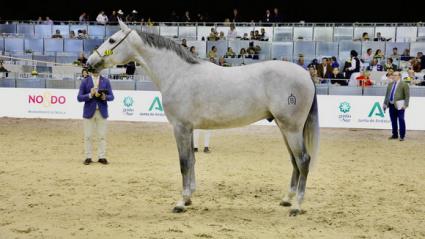 Espectáculo ecuestre