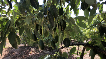 Aguacate ASAJA Cádiz