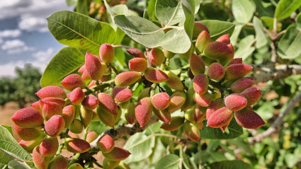 Este es el nuevo cultivo que gana terreno en Málaga y que se beneficia de la ola de frío ártico: "Estoy planteándome arrancar olivos"
