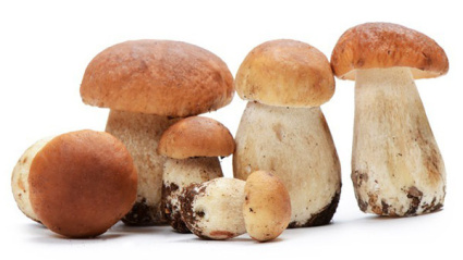 Los boletus han sido escasos esta temporada pero aún se espera que puedan fructificar algunos ejemplares