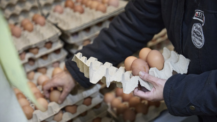 Huevos, a 20 de noviembre de 2025, Madrid