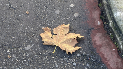 Hoja caída en el suelo de A Coruña. Otoño