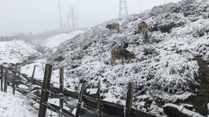 Vista de la nieve caída en Puerto de Pajares en la N-630, una de las principales carreteras en alerta en la localidad de Pajares, Asturias este jueves.