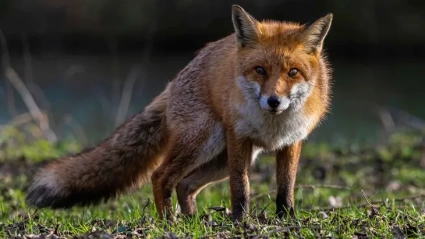 Se trata del primer caso de gripe aviar en un mamífero.