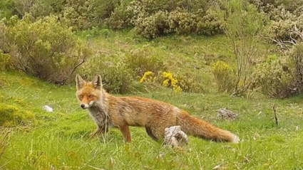 Los expertos insisten en que el contagio en humanos sería algo muy raro.