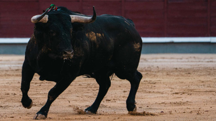 'Junerón', el toro de Castillejo de Huebra que ganó la Corrida Concurso 2024 de Las Ventas