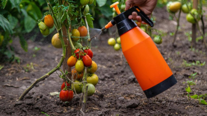 Cultivo de tomate aragon