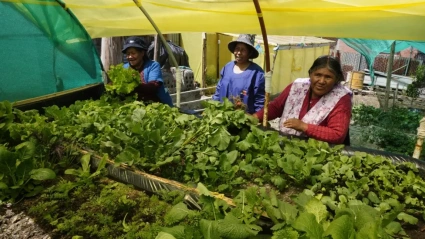 Huertos ecológicos en Bolivia