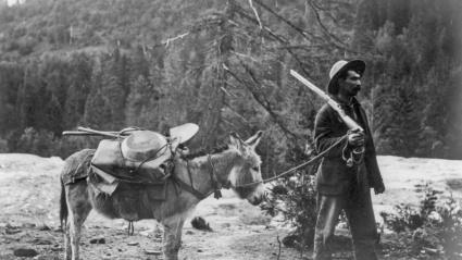 Prospector con poni y provisiones, EE. UU.