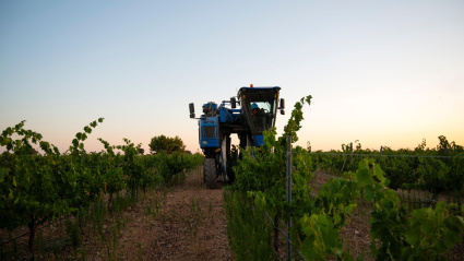 Imagen de recurso de un viñedo en Villarrobledo