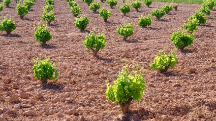 Imagen de recurso de un viñedo de Albacete