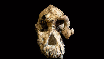 Huesos del nuevo australopithecus