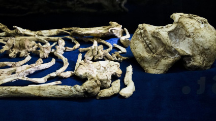 Huesos Austrapolithecus