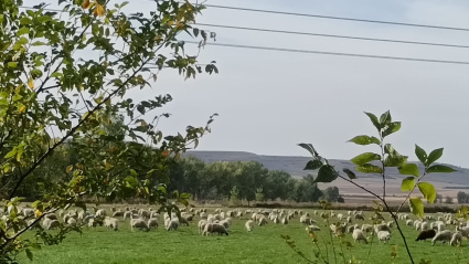 Imagen del ganado IGP pastando en Villaumbrales (Palencia)