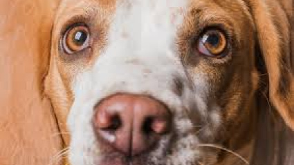 ¿Y si tu perro no te ve? Los signos ocultos que delatan problemas de visión según una oftalmóloga veterinaria