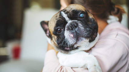 Cuando el perro tiene problemas de visión su comportamiento suele ser asustadizo o agresivo
