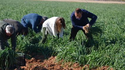 Recogida de cebolletas en Consuegra