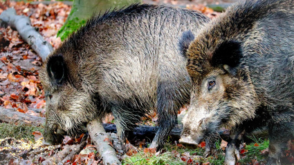 El Govern de la Generalitat ha confirmado este viernes la detección de dos positivos de peste porcina africana