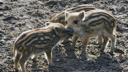 La Peste Porcina Africana (PPA) es una enfermedad vírica altamente contagiosa que afecta a cerdos domésticos y jabalíes