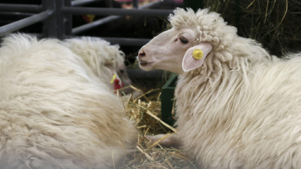 Varias ovejas en una granja