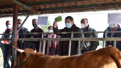 Subasta de animales de raza Rubia Galega