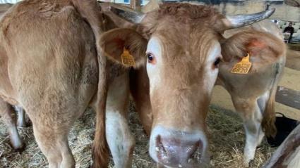 Subasta de ganado en Boimorto