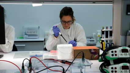 Vacuna contra la Peste porcina