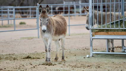Identifican en el Penedès la mula más antigua de Europa occidental