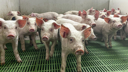 Foto de recurso de una explotación porcina en Aragón