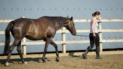 Fotografía recurso de un caballo