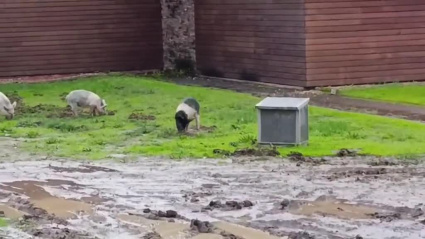 Los cerdos estaban ayer por la tarde en la zona del Paseo do Rato