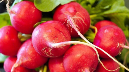 El rábano de proximidad es una de las hortalizas de la temporada