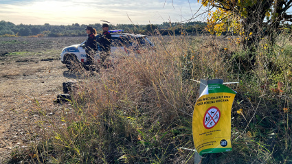 vigilancia de la peste porcina