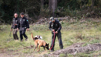 los ‘agentes caninos’ son fundamentales, ya que están adiestrados para detectar cadáveres y no animales vivos, a diferencia de los perros de caza.