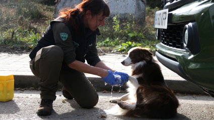 Al igual que el resto de equipos que participan en el dispositivo, los perros deben someterse a un riguroso proceso de desinfección al terminar su jornada.