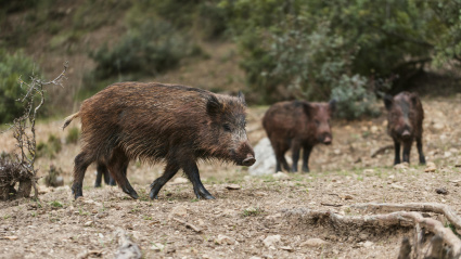 Un grupo de jabalíes en un monte