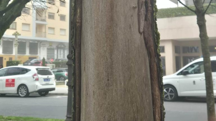 Uno de los tilos perdió la corteza a causa de un incidente, lo que provocó que se aceleras el proceso de pudrición del tronco