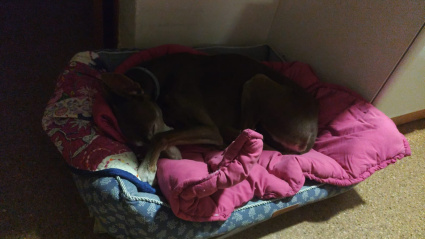 Isis, la galga que Amalia rescató y ahora es parte de su familia