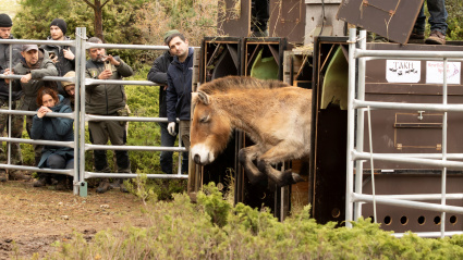 Caballos salvajes en el alto tajo